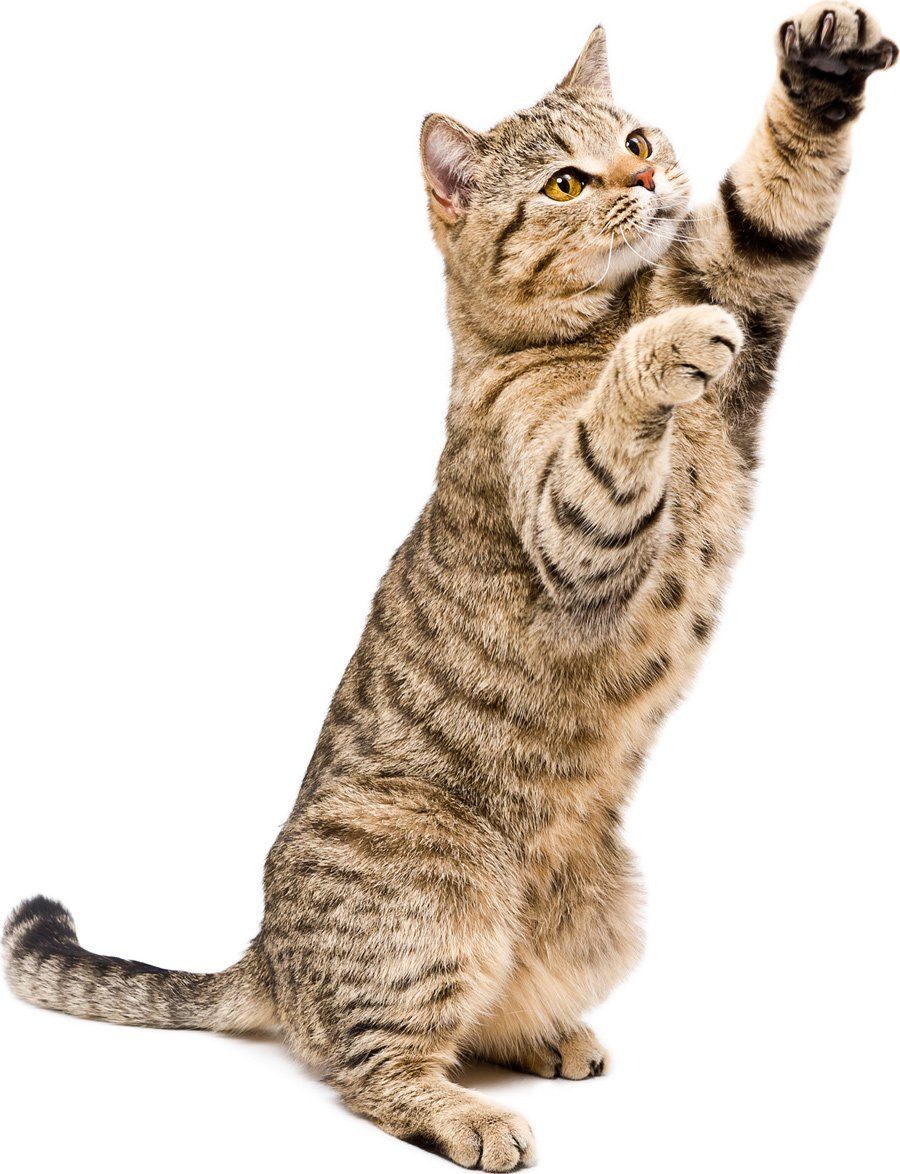 Cat Groomer – Playful Cat Scottish Straight in Dayton, OH