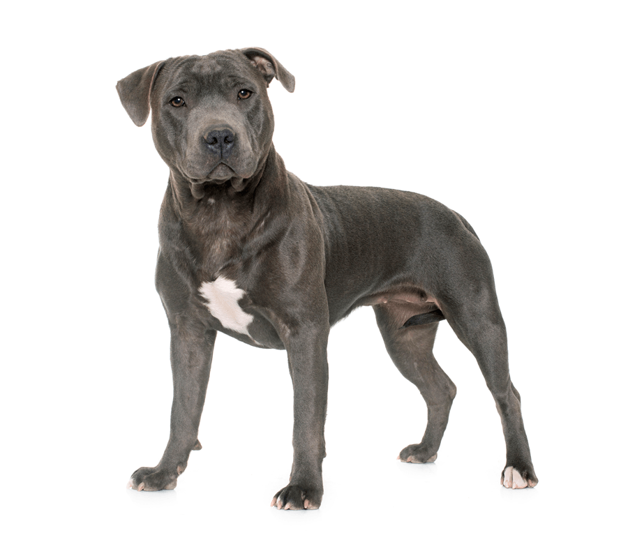 Dog Groomer – Staffordshire Bull Terrier in Dayton, OH