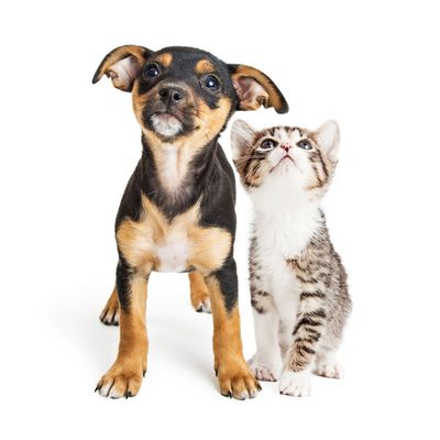Grooming – Young Kitten and Puppy Together Looking Up in Dayton, OH
