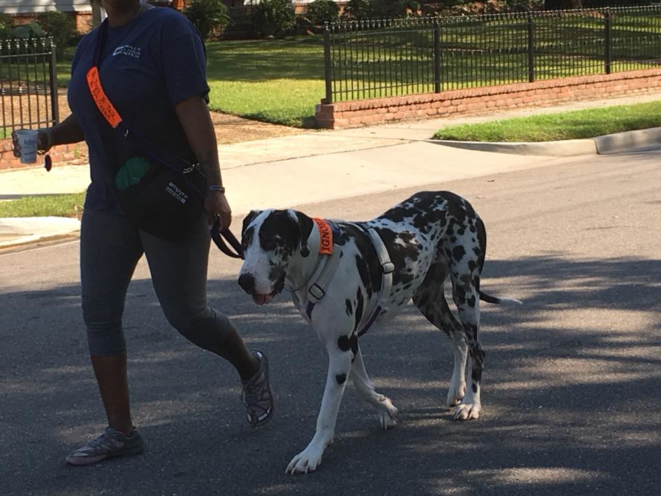 Great Dane — Biloxi, MS — Swetman Security Service Incorporated — Biloxi, MS — Swetman Security Service Incorporated