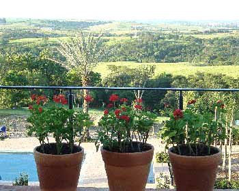 Flores, Plantas e Arvores -  Amaryllis Paisagismo e Jardinagem
