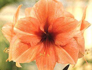 Flores -  Amaryllis Paisagismo e Jardinagem