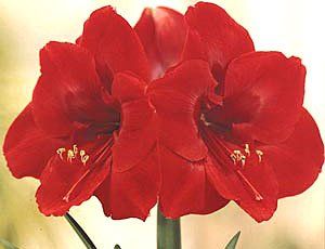 Flores -  Amaryllis Paisagismo e Jardinagem