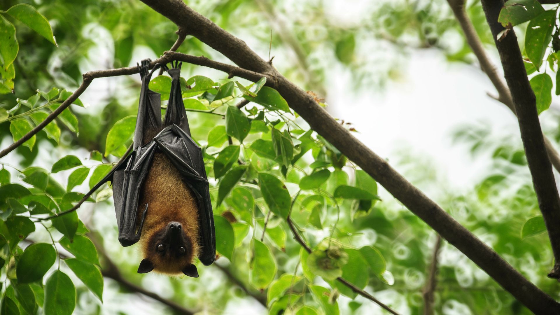 Bat hanging upside down from a tree branch with green leaves. Brown body, black wings. Bat hanging upside down from a tree branch with green leaves. Brown body, black wings.