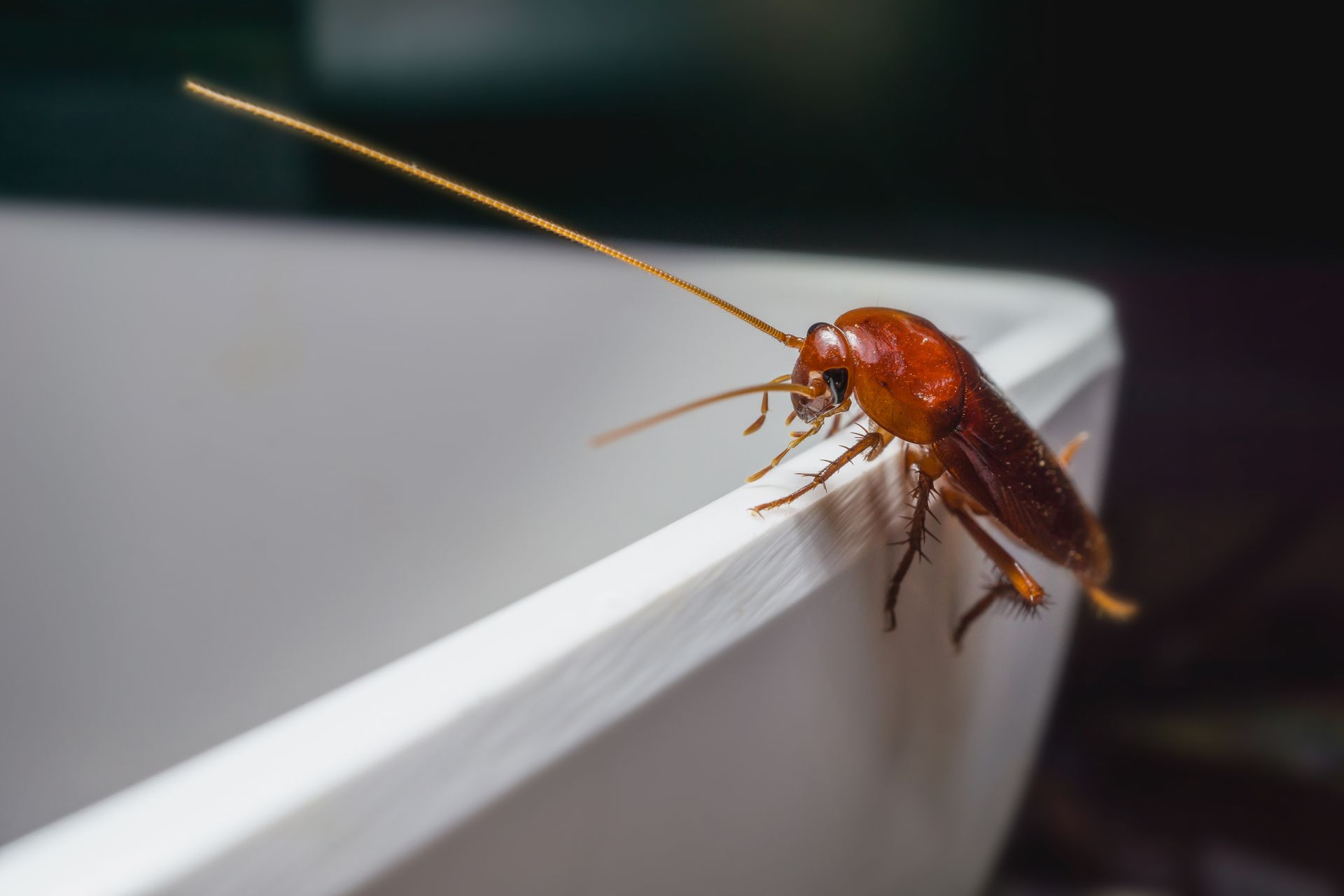 Cockroach with long antennae on the edge of a white container. Cockroach with long antennae on the edge of a white container.