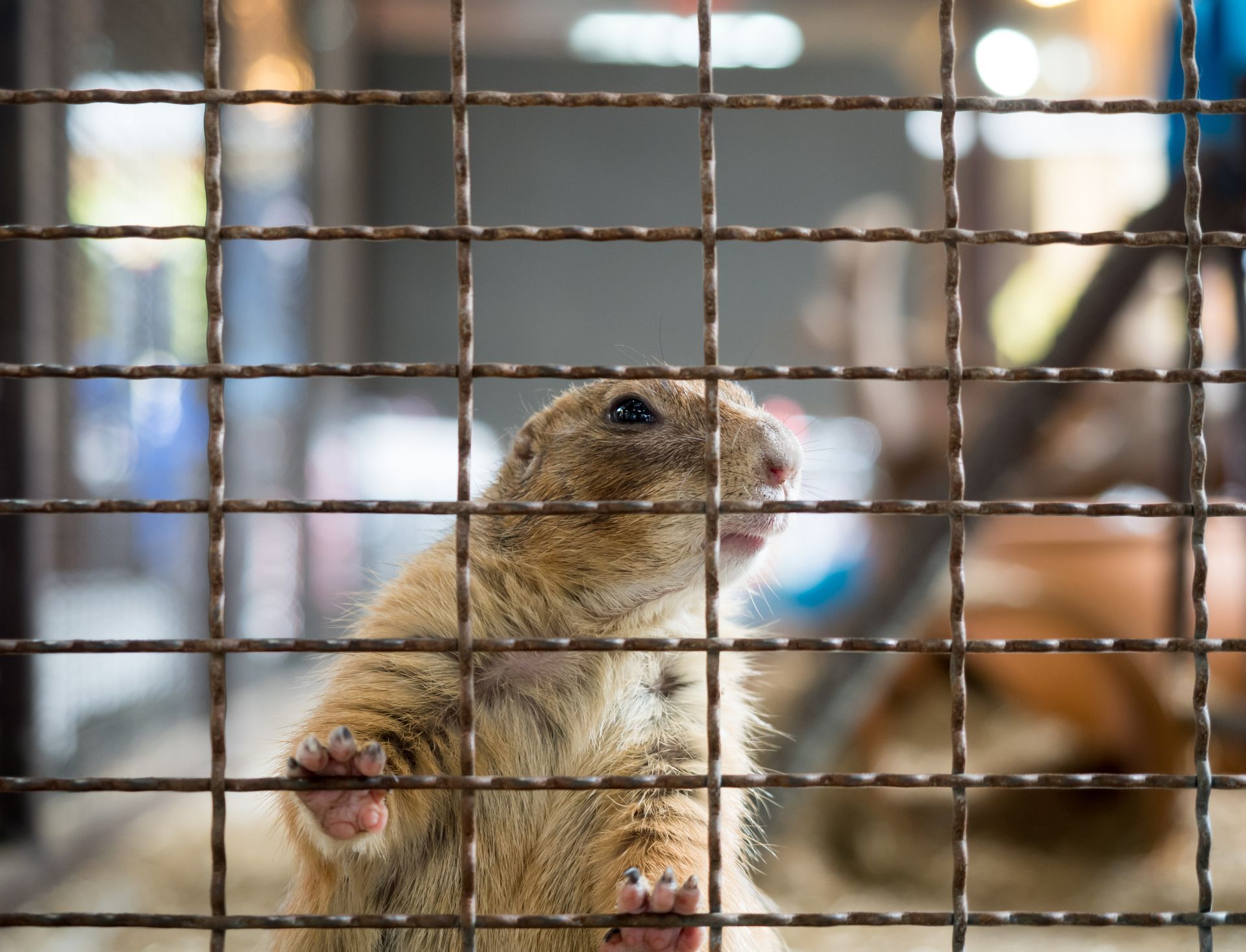 Prairie dog behind a wire mesh fence, looking out with a curious expression.