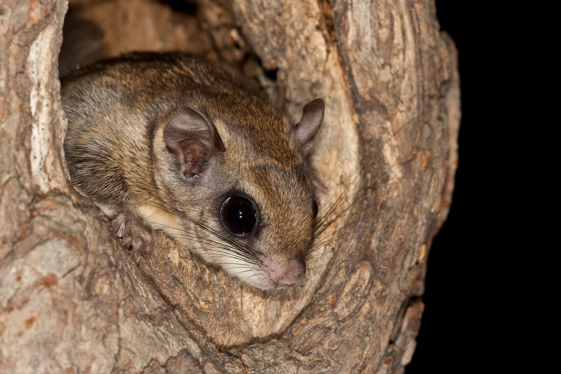 A southern flying squirrel peeks out from a tree hollow.