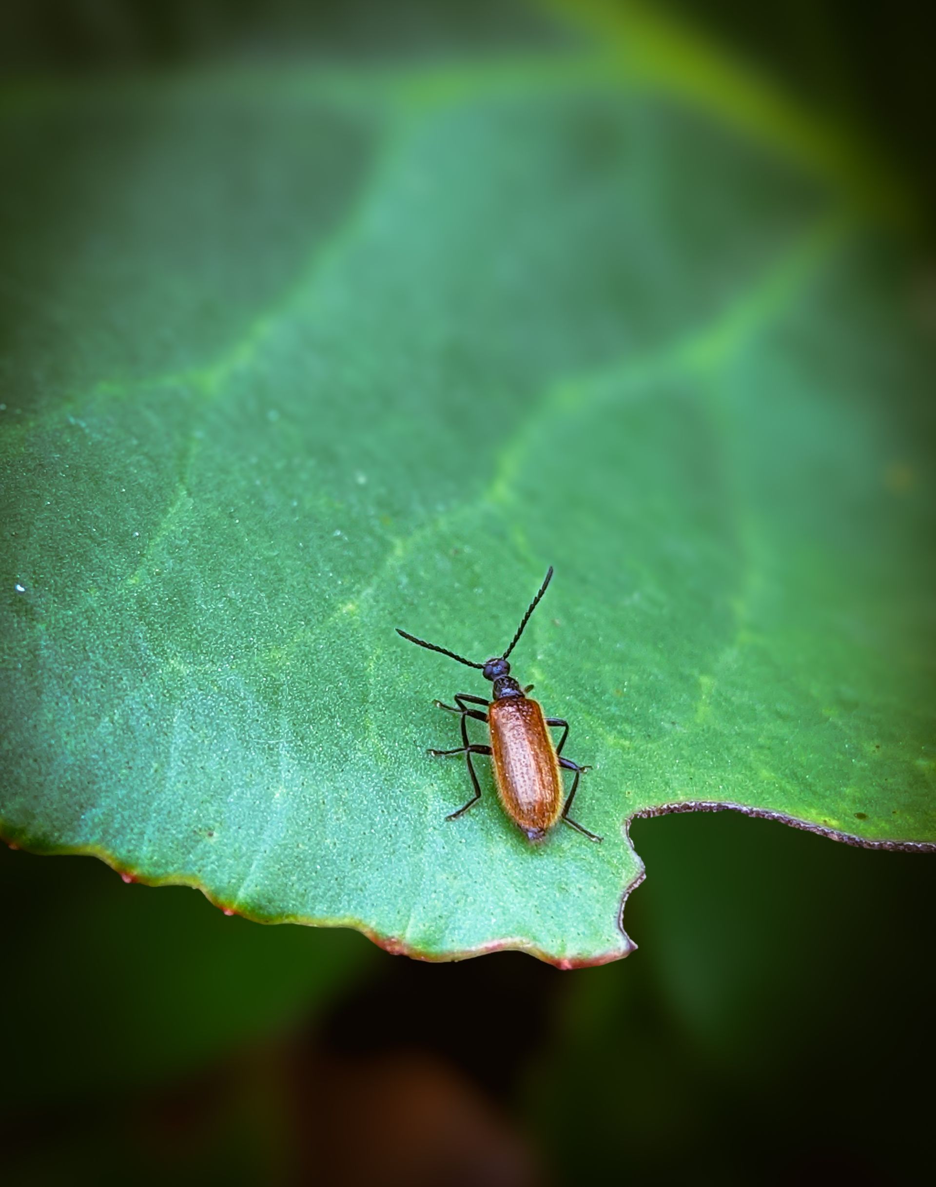 Small brown beetle with black antennae on a green leaf. Small brown beetle with black antennae on a green leaf.
