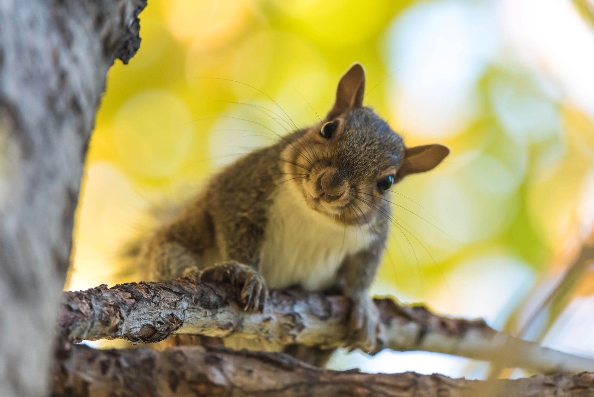 Squirrel perched on a tree branch, looking downward. White chest, gray fur, and alert expression. Squirrel perched on a tree branch, looking downward. White chest, gray fur, and alert expression.