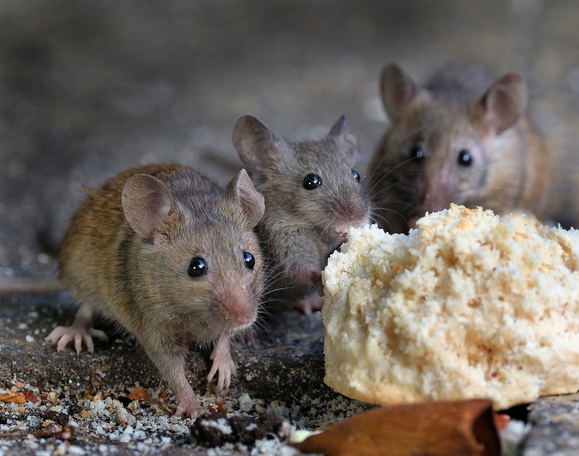 Three gray mice clustered around a piece of bread on a concrete surface.