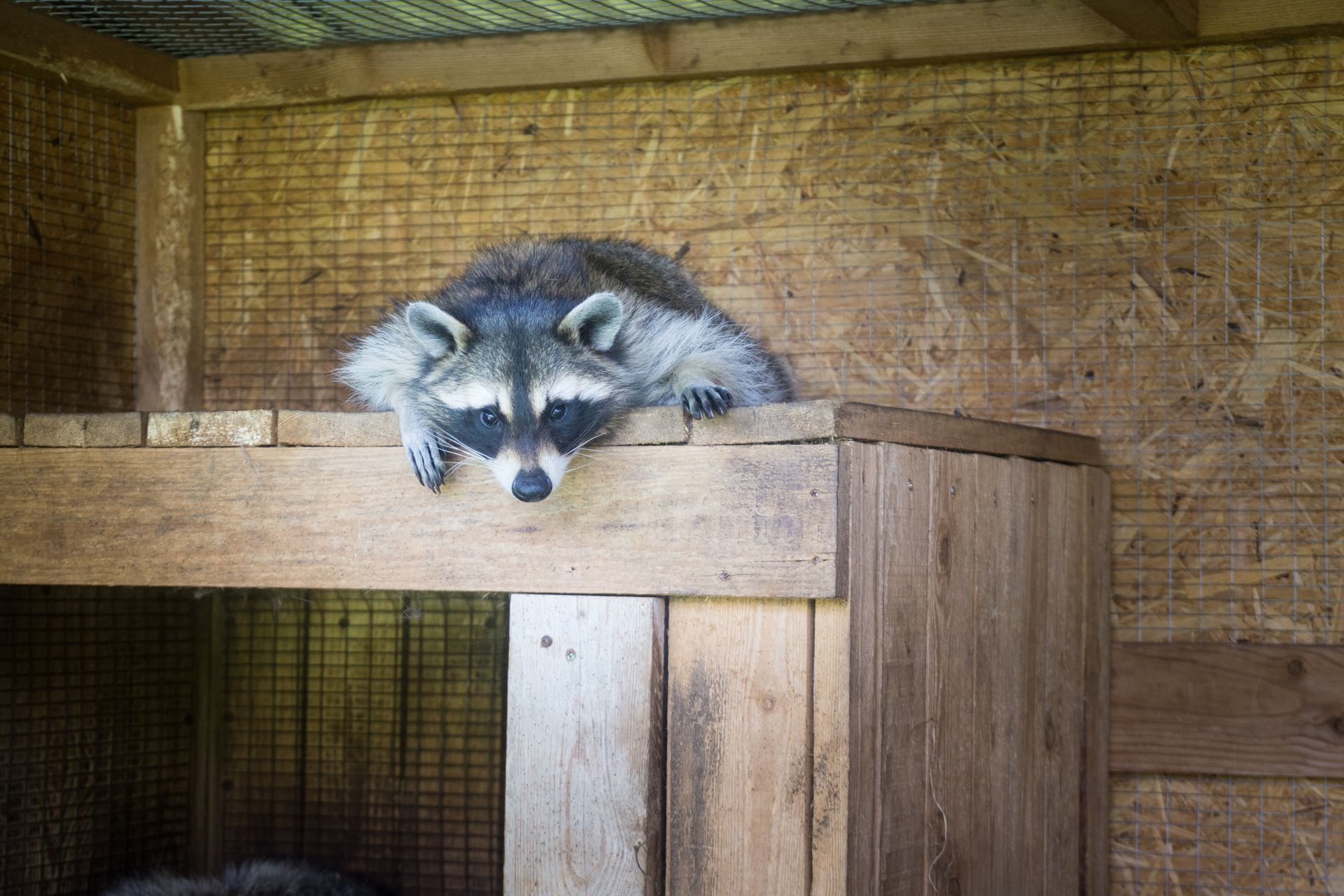 Raccoon resting on a wooden structure, looking down with a curious expression; inside a wooden enclosure.
