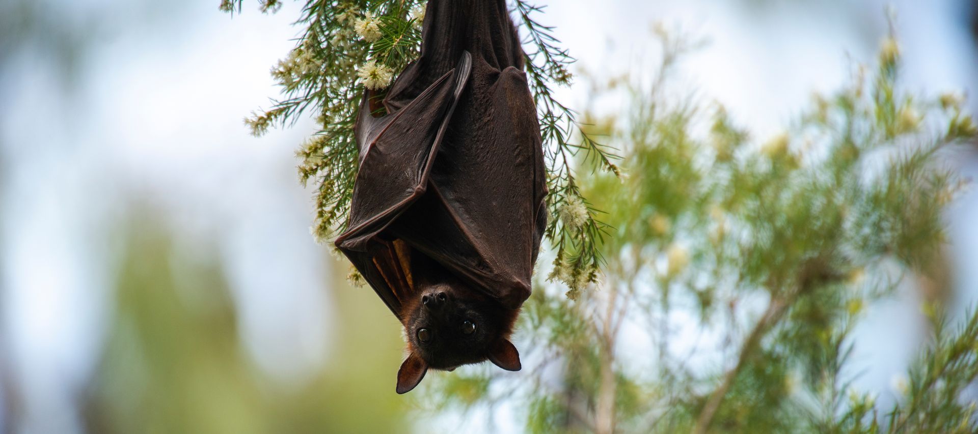A dark brown bat hangs upside down on a tree branch, surrounded by green leaves and white flowers.