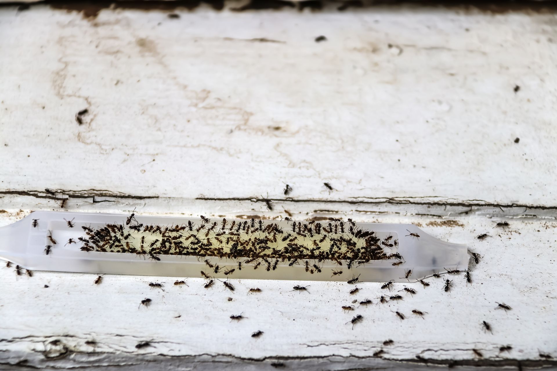 Ants swarming a sticky trap on a weathered, white wooden surface. Ants swarming a sticky trap on a weathered, white wooden surface.