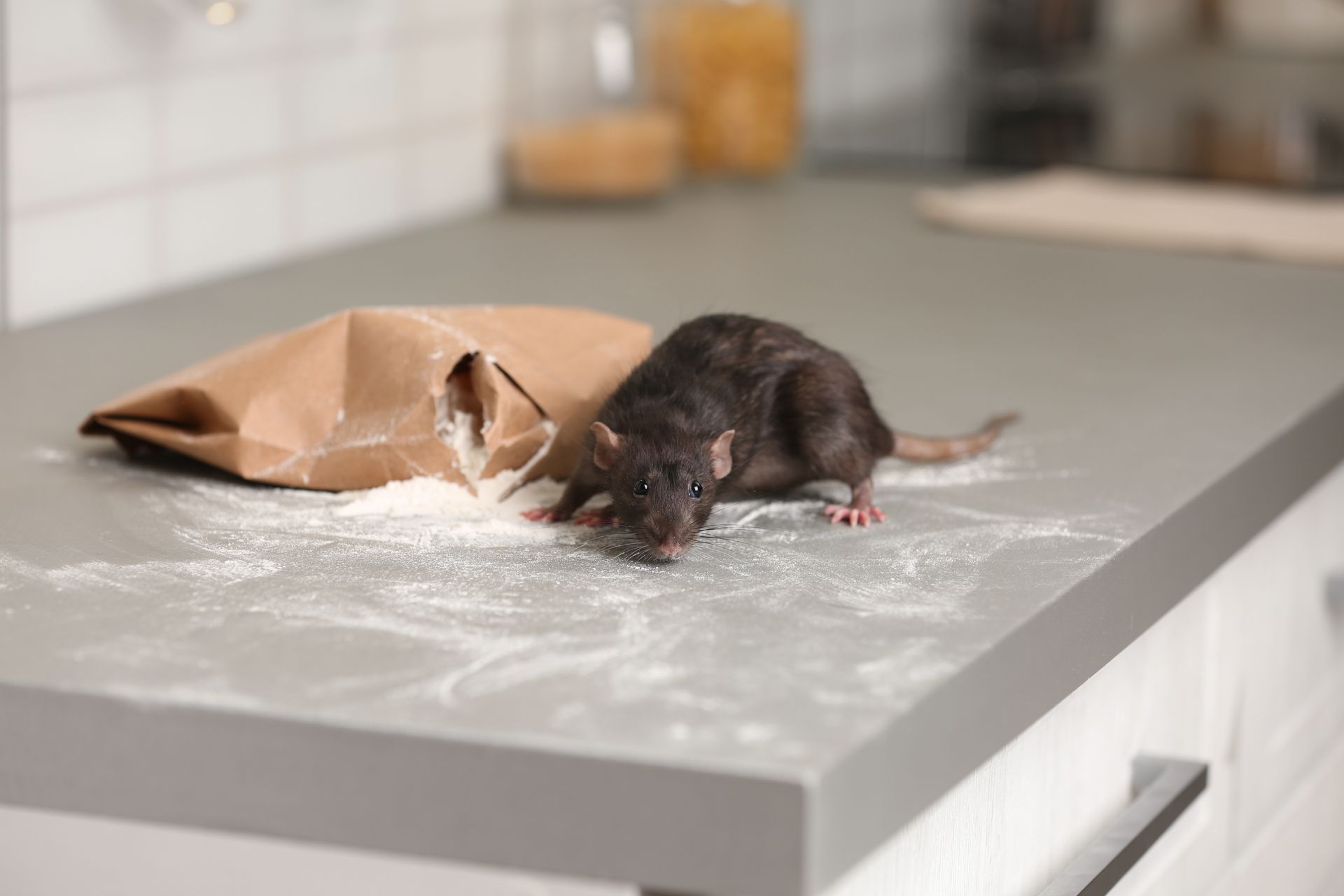 Rat on a kitchen counter with spilled flour from a brown paper bag.