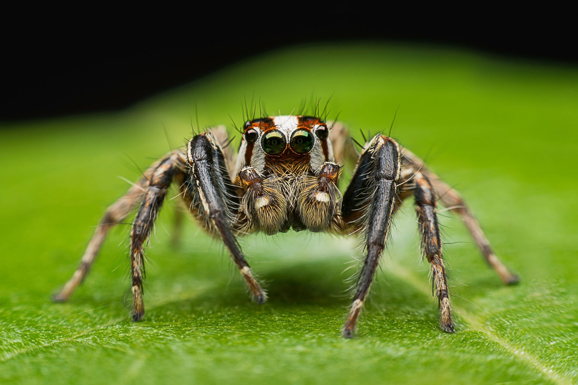 Jumping spider with brown and white markings on a green leaf, facing the camera. Jumping spider with brown and white markings on a green leaf, facing the camera.