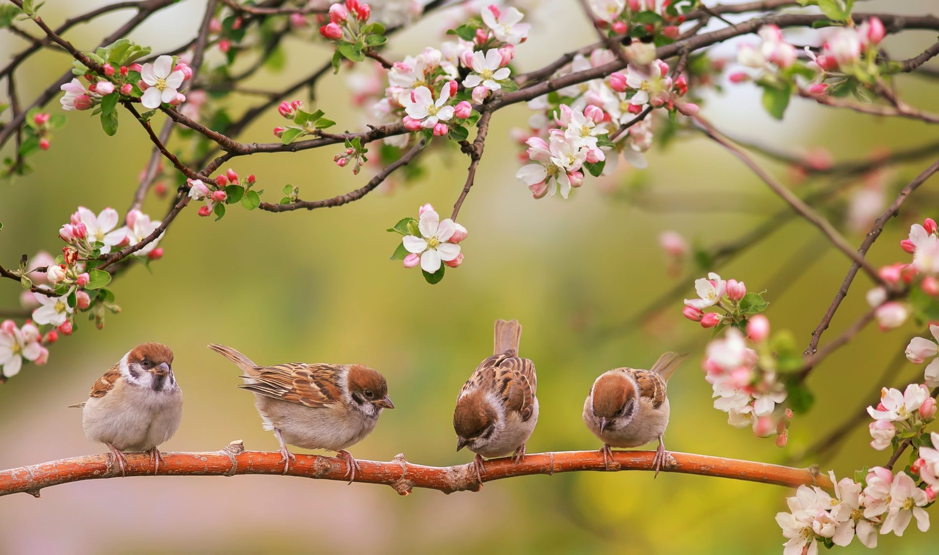 Four small brown birds perched on a branch of a flowering tree with pink and white blossoms.