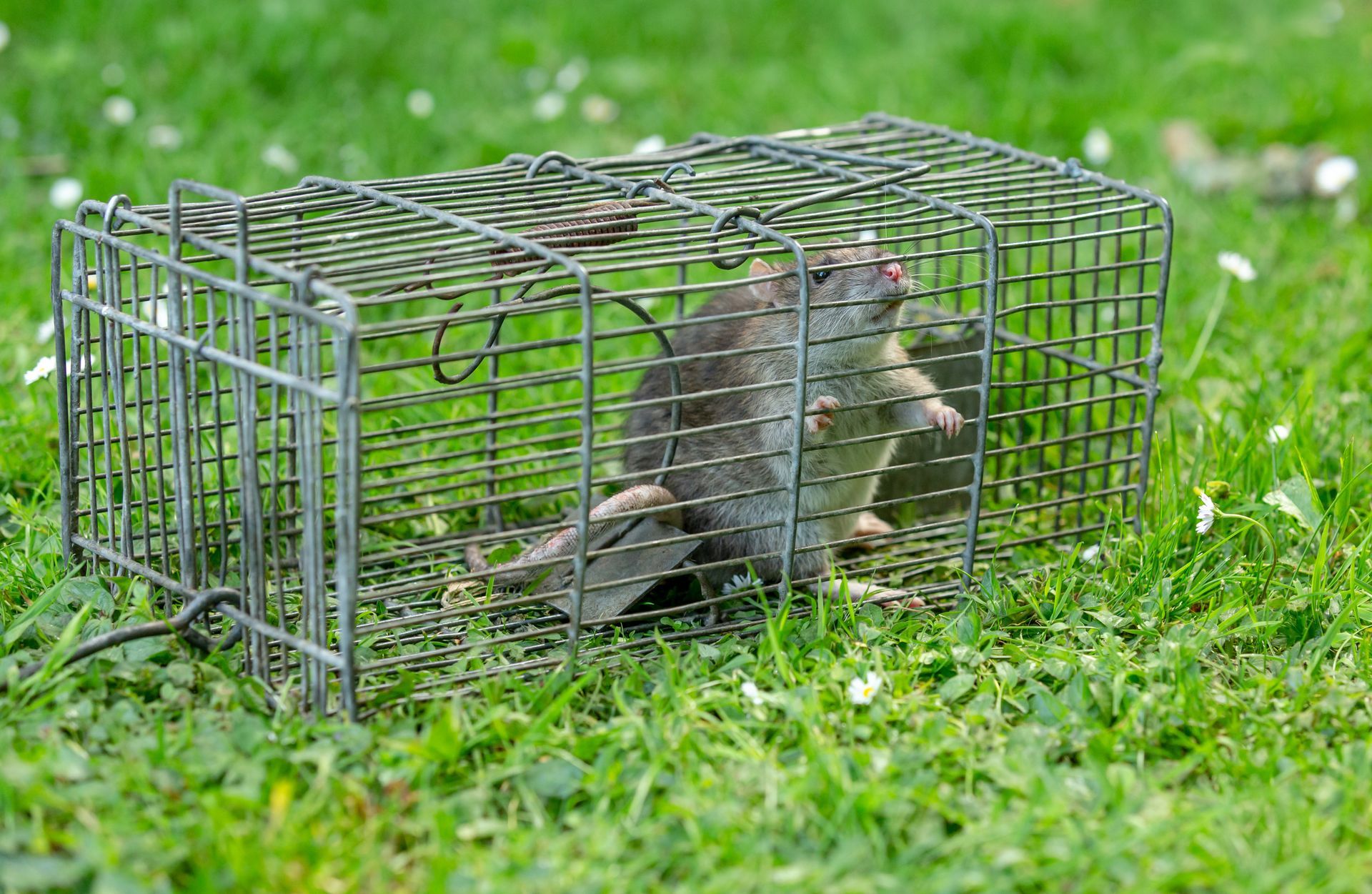 Rat trapped inside a metal cage on green grass.