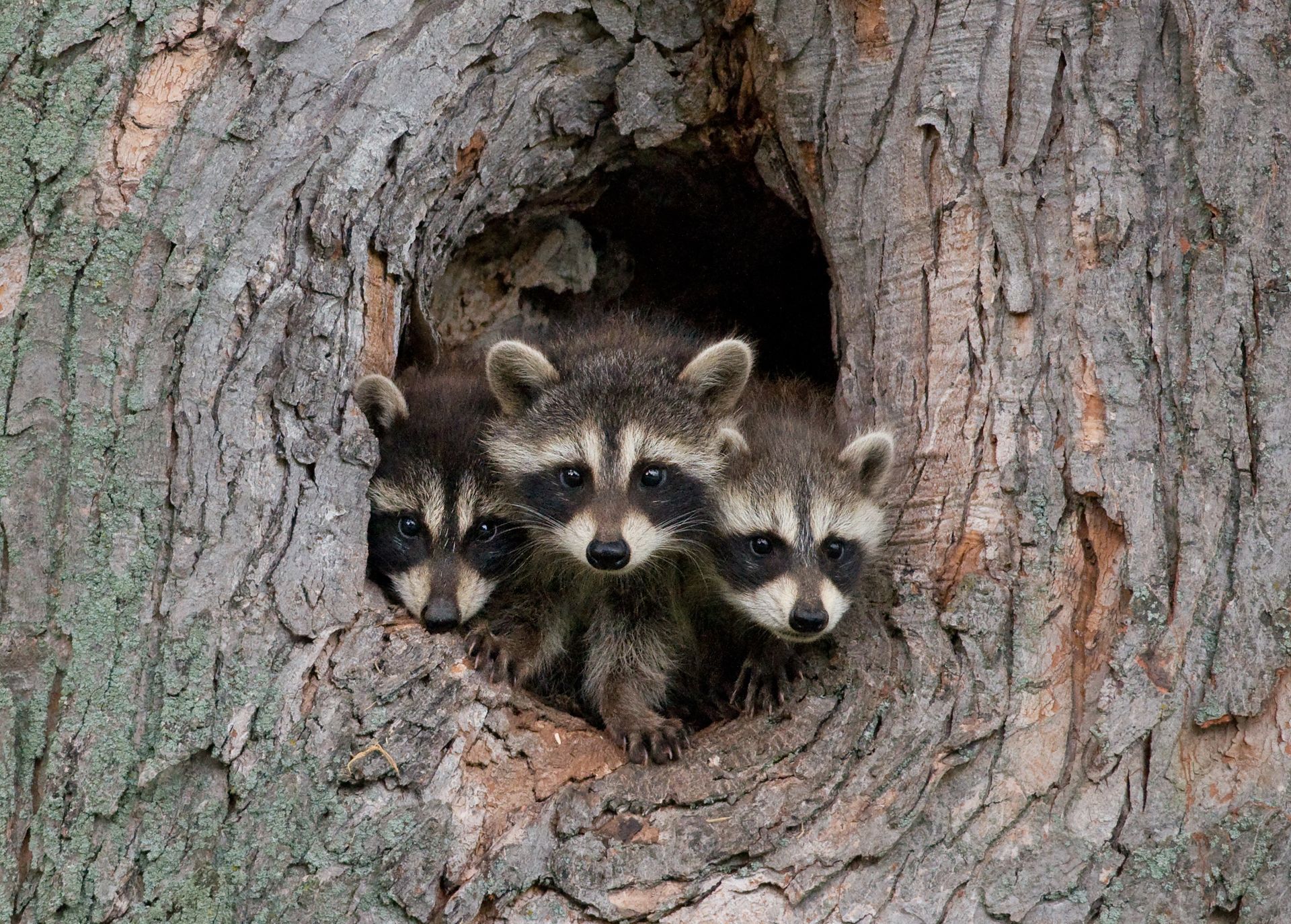 Three raccoons peeking out from a dark hole in a tree trunk. Three raccoons peeking out from a dark hole in a tree trunk.