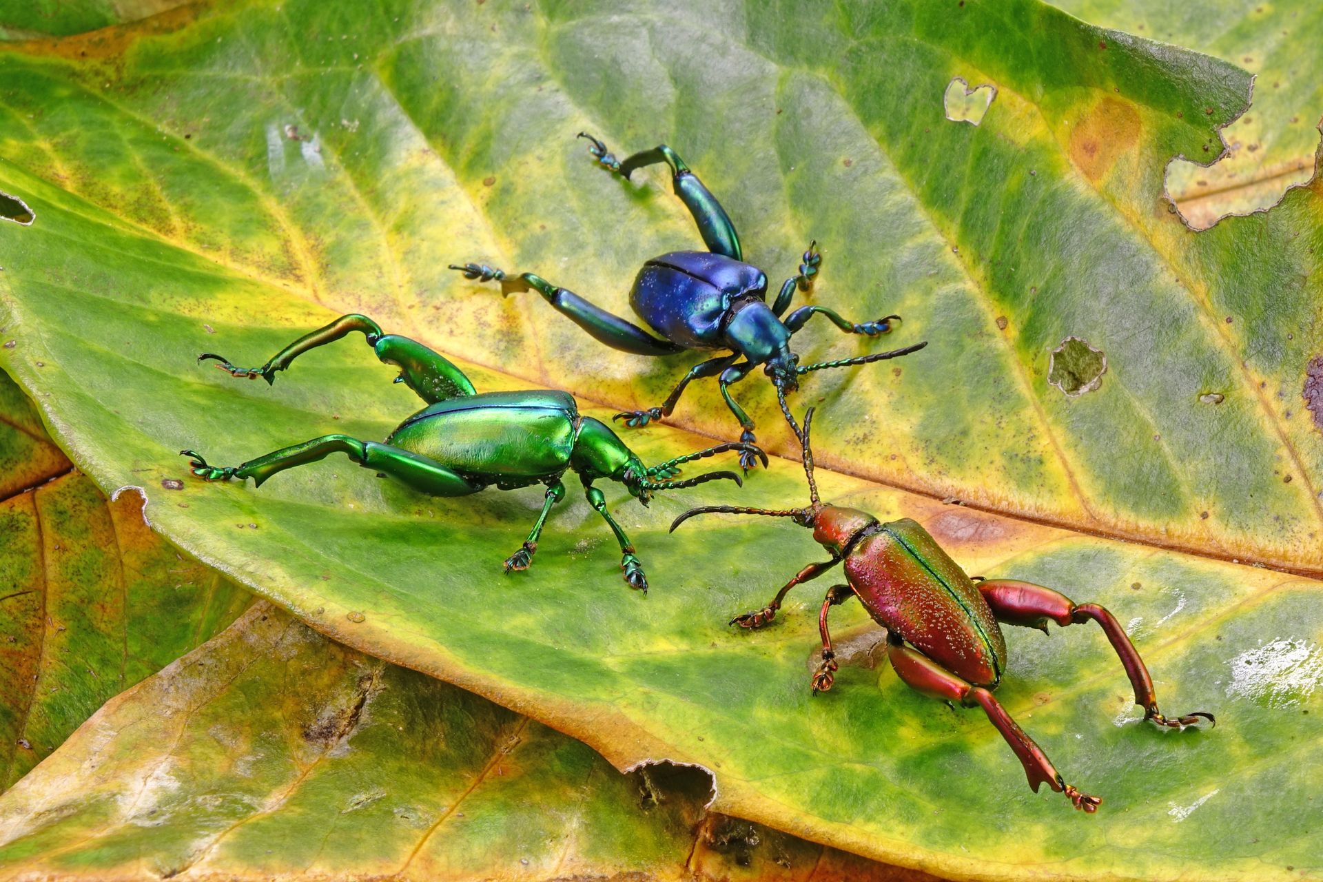 Three colorful beetle insects on a leaf: green, blue, and red-brown.