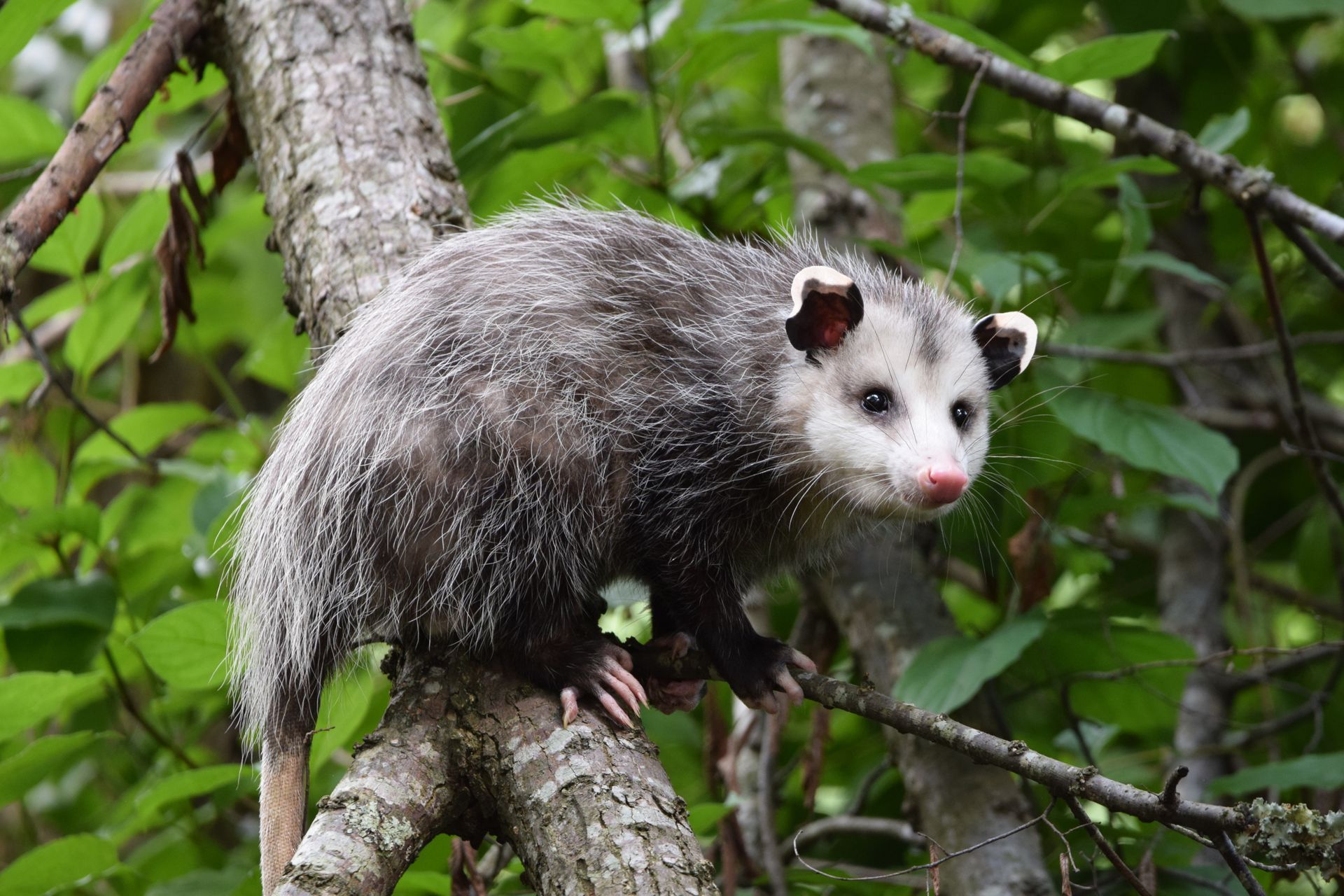 Opossum with gray fur, pink nose, and white face perches on a tree branch, surrounded by green leaves. Opossum with gray fur, pink nose, and white face perches on a tree branch, surrounded by green leaves.