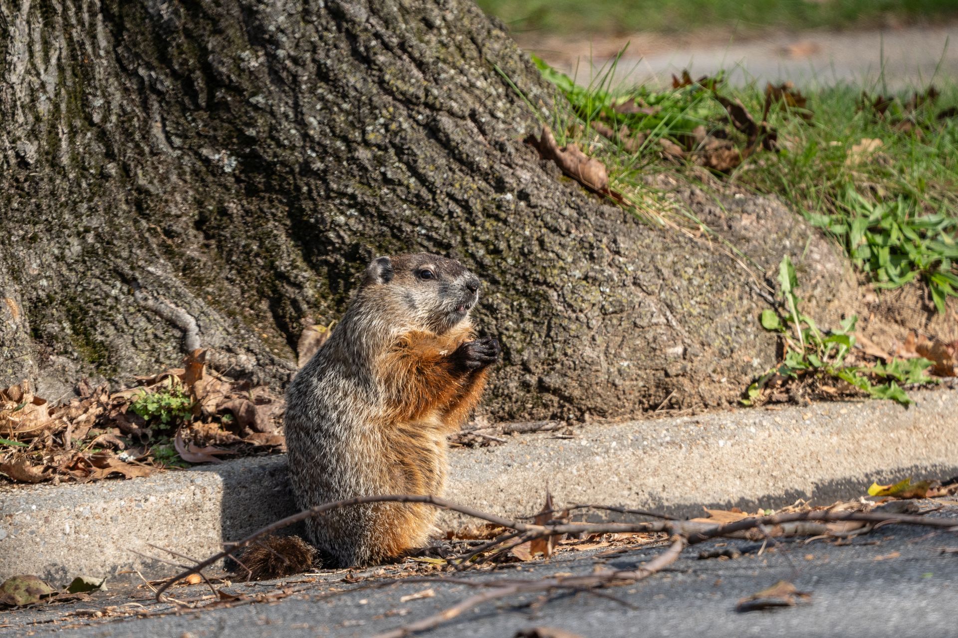 Groundhog eating, standing by a tree trunk, on a concrete curb next to pavement. Groundhog eating, standing by a tree trunk, on a concrete curb next to pavement.