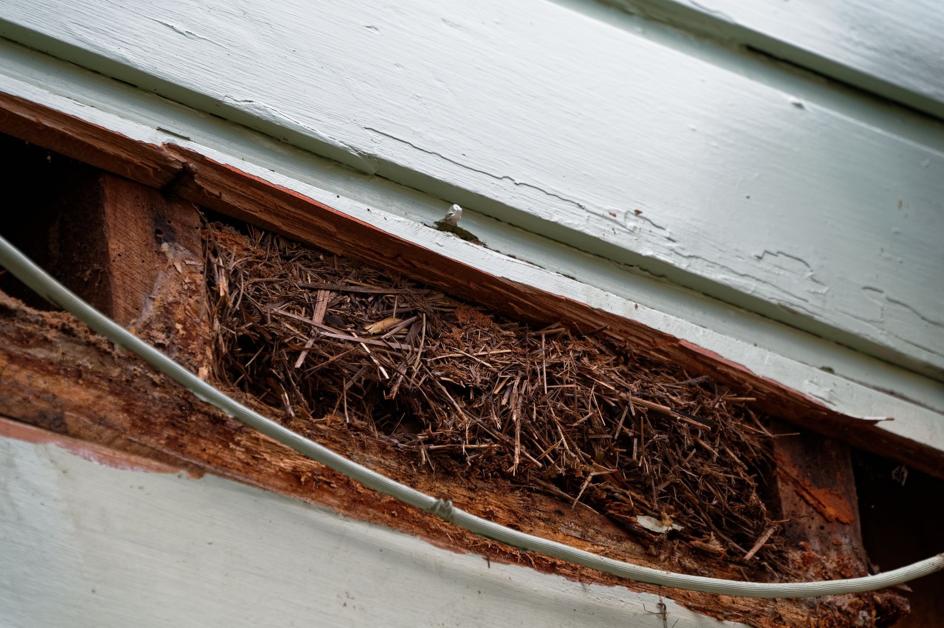 Nest built in the wooden siding of a building; brown straw and sticks.