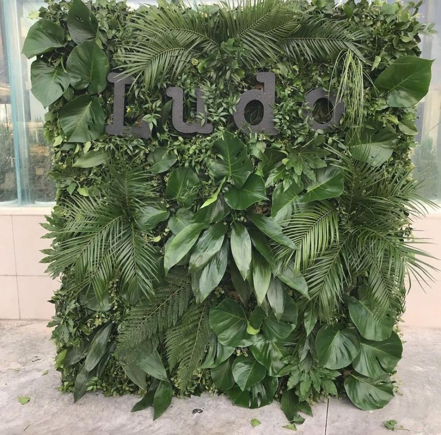 composizione di foglie verdi con scritta Ludo