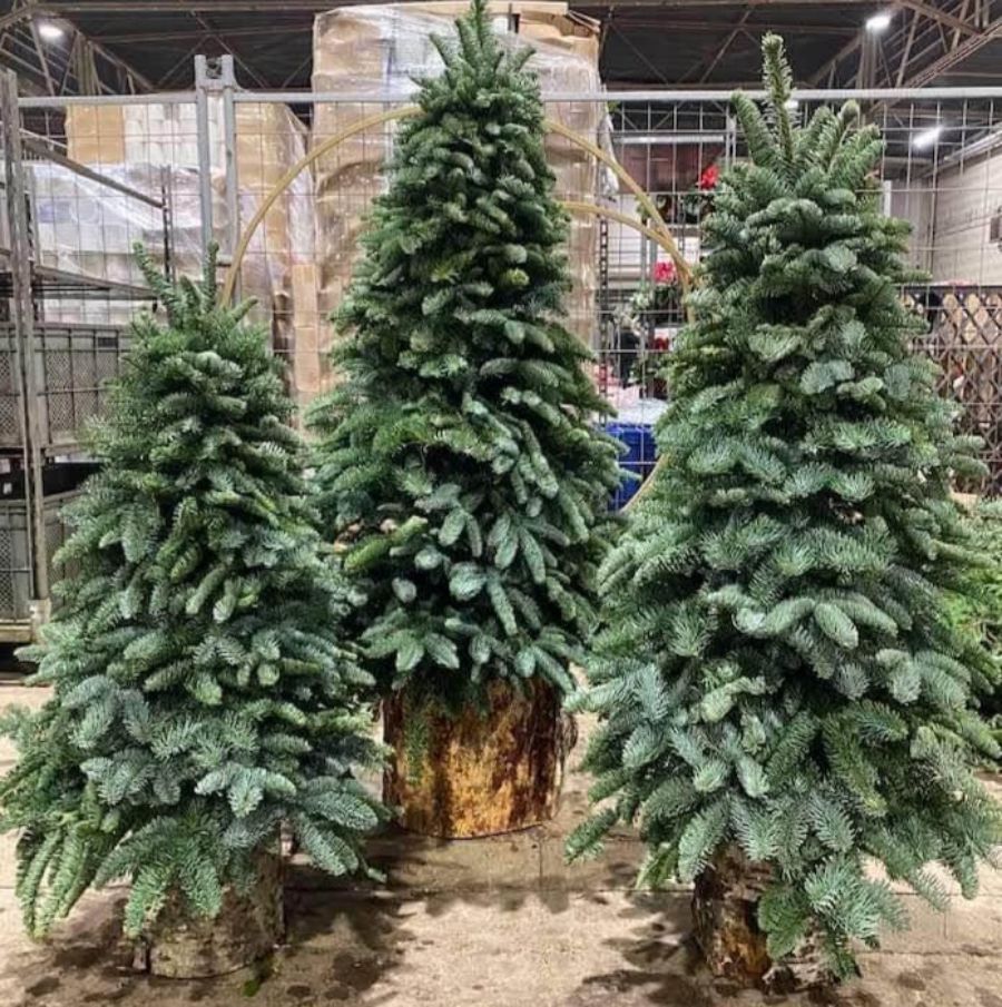 tre alberi di Natale