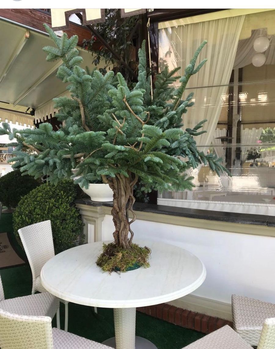 pino in miniatura con tronco intrecciato su un tavolo