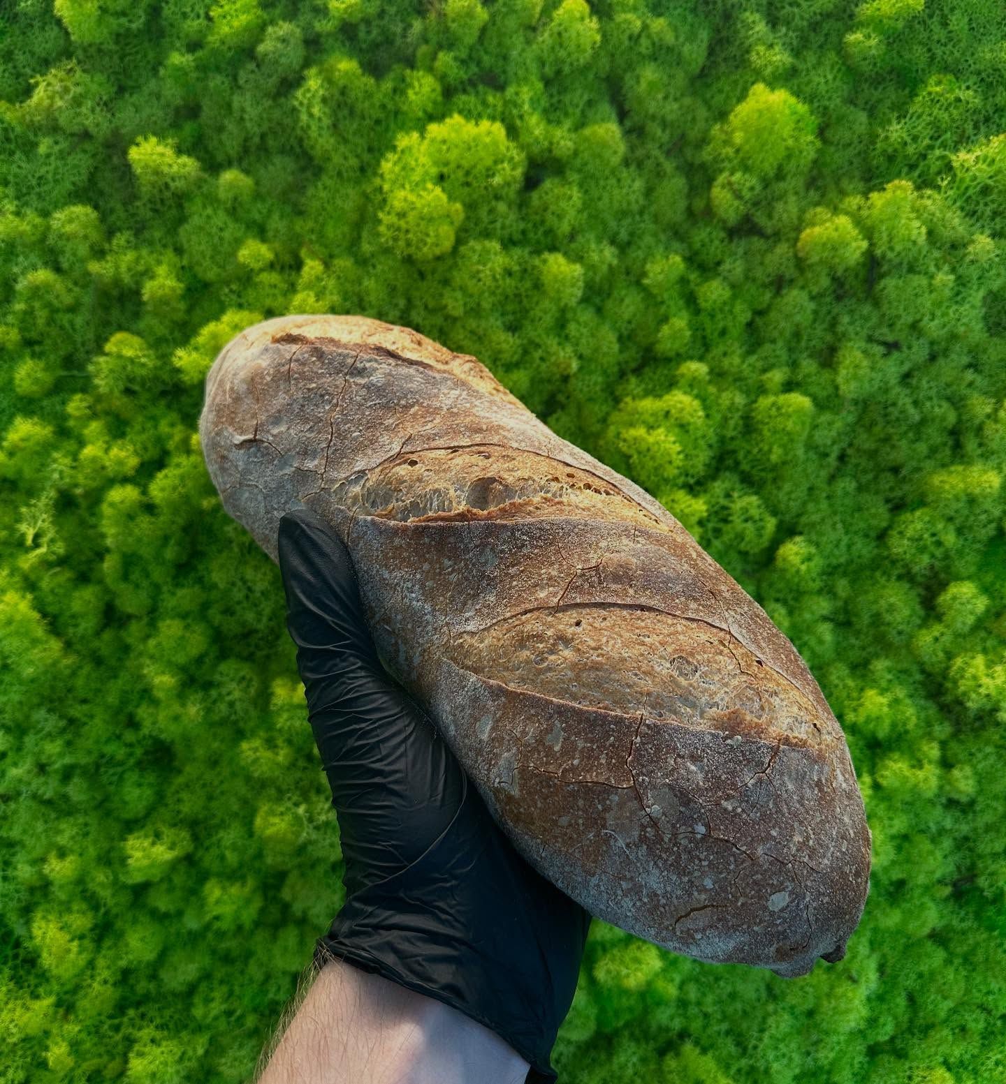 Una persona tiene in mano una pagnotta di pane davanti a un muro di muschio.