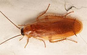 The Most common Roaches seen on Long Island are the German roaches, Wood roaches and Oriental Roaches. most are found on the exterior. The one you do not invade your home is the German roach that can infest and multiply very fast, the female carries an ootheca that can carry 36 to 42 nymphs and can reach big numbers in a short time if not identified correctly. Cockroaches are considered to be dangerous as an allergen source and asthma trigger. They may also carry certain bacteria that can cause illness if left on food and on surfaces. 