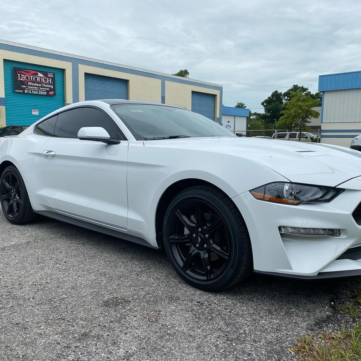 best window tint installers tampa bay