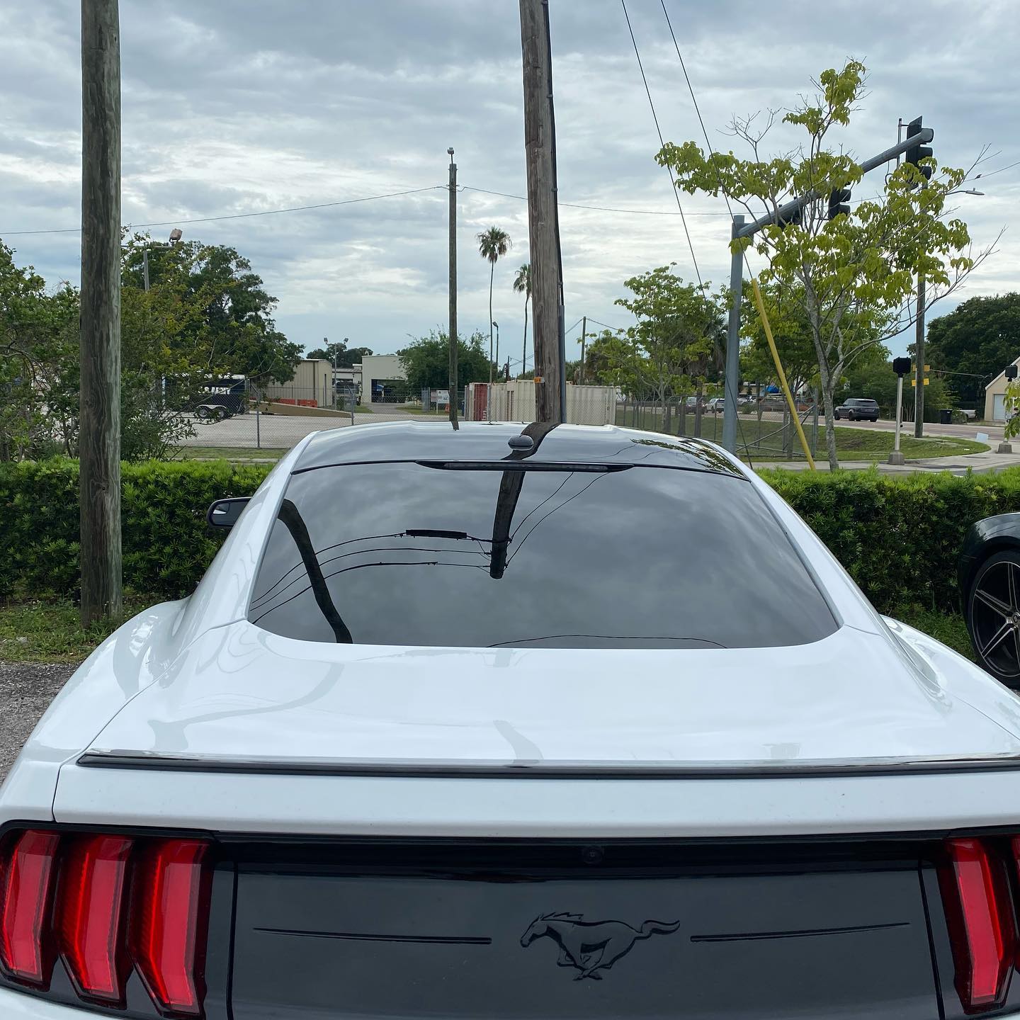 best tinting tampa bay