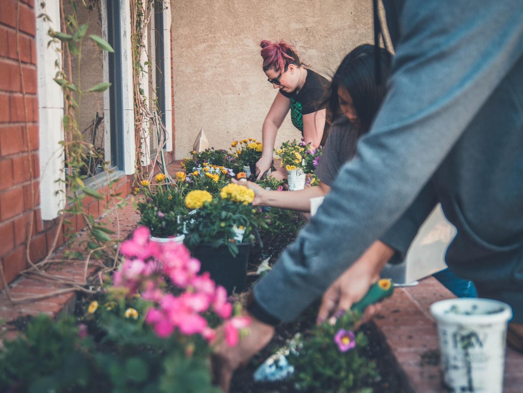 A group of people are planting flowers in a garden.