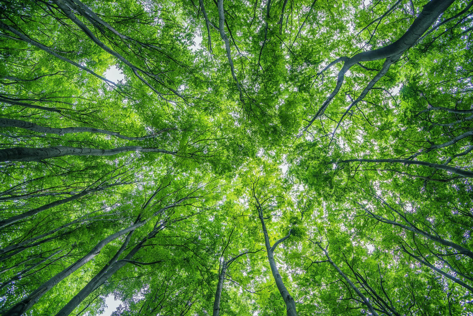 Green treetops, viewed from below, reaching towards the sky; lush foliage, sunlight filtering through