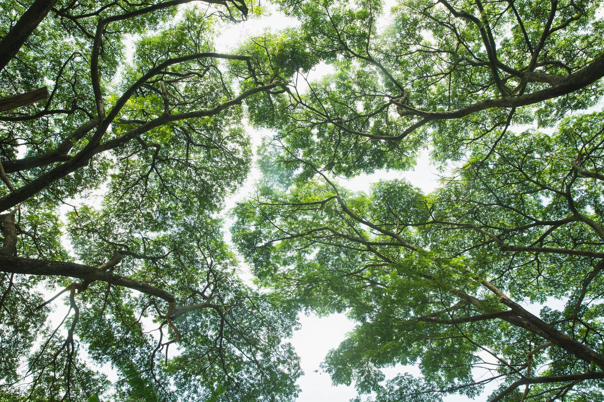 View from below of tree branches and green leaves against a bright sky View from below of tree branches and green leaves against a bright sky