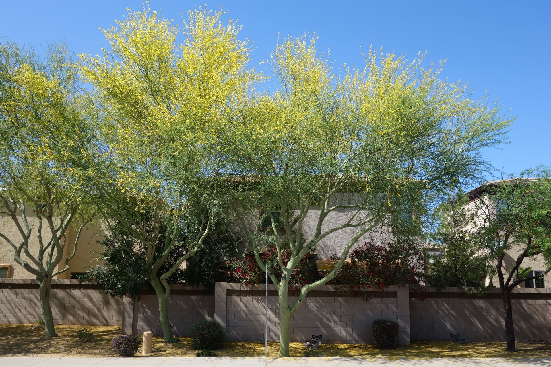 Trees with pale green leaves and branches lining a street, under a blue sky Trees with pale green leaves and branches lining a street, under a blue sky
