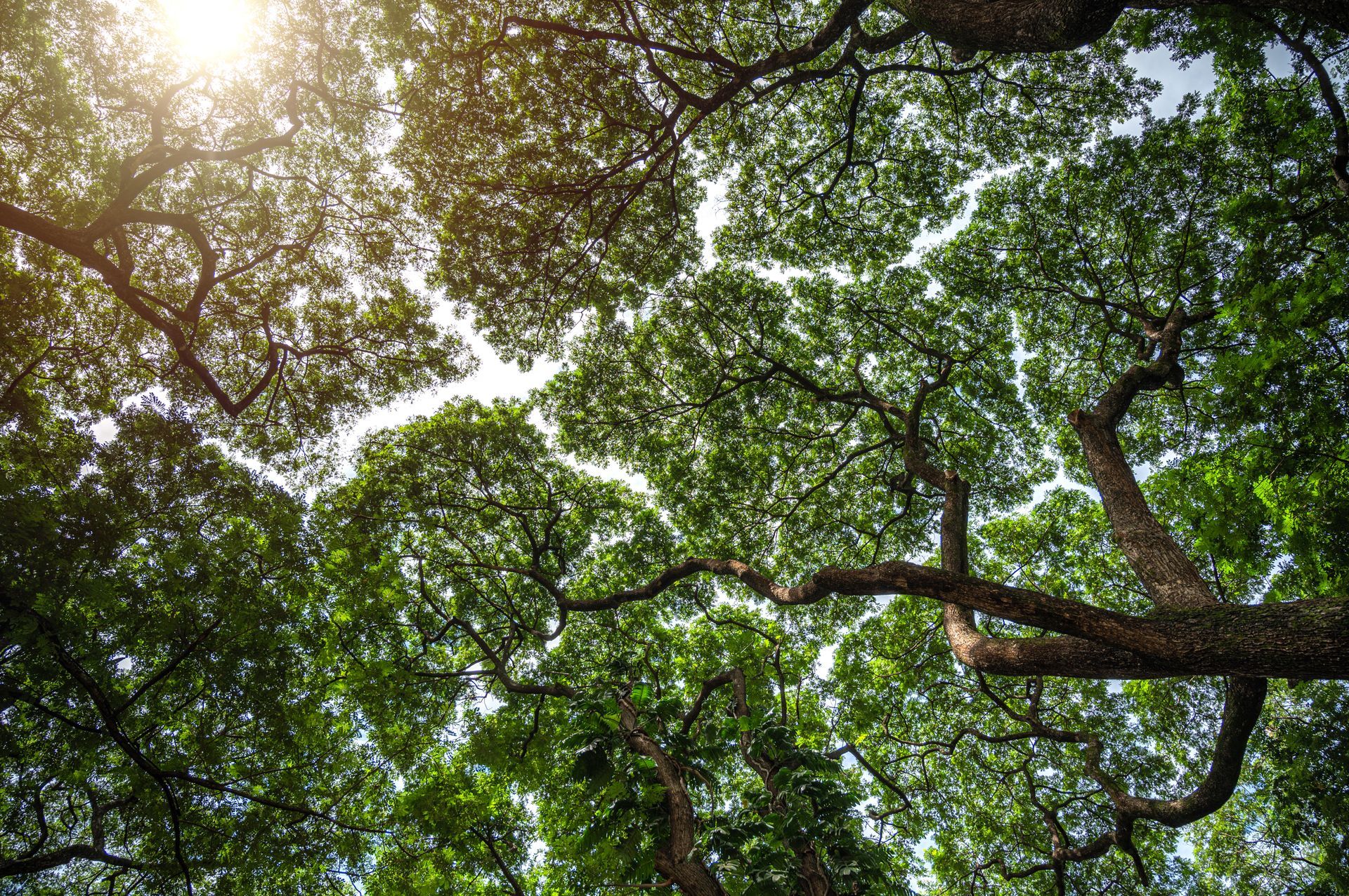 Looking up through dense green tree canopy, sunlight peeking through