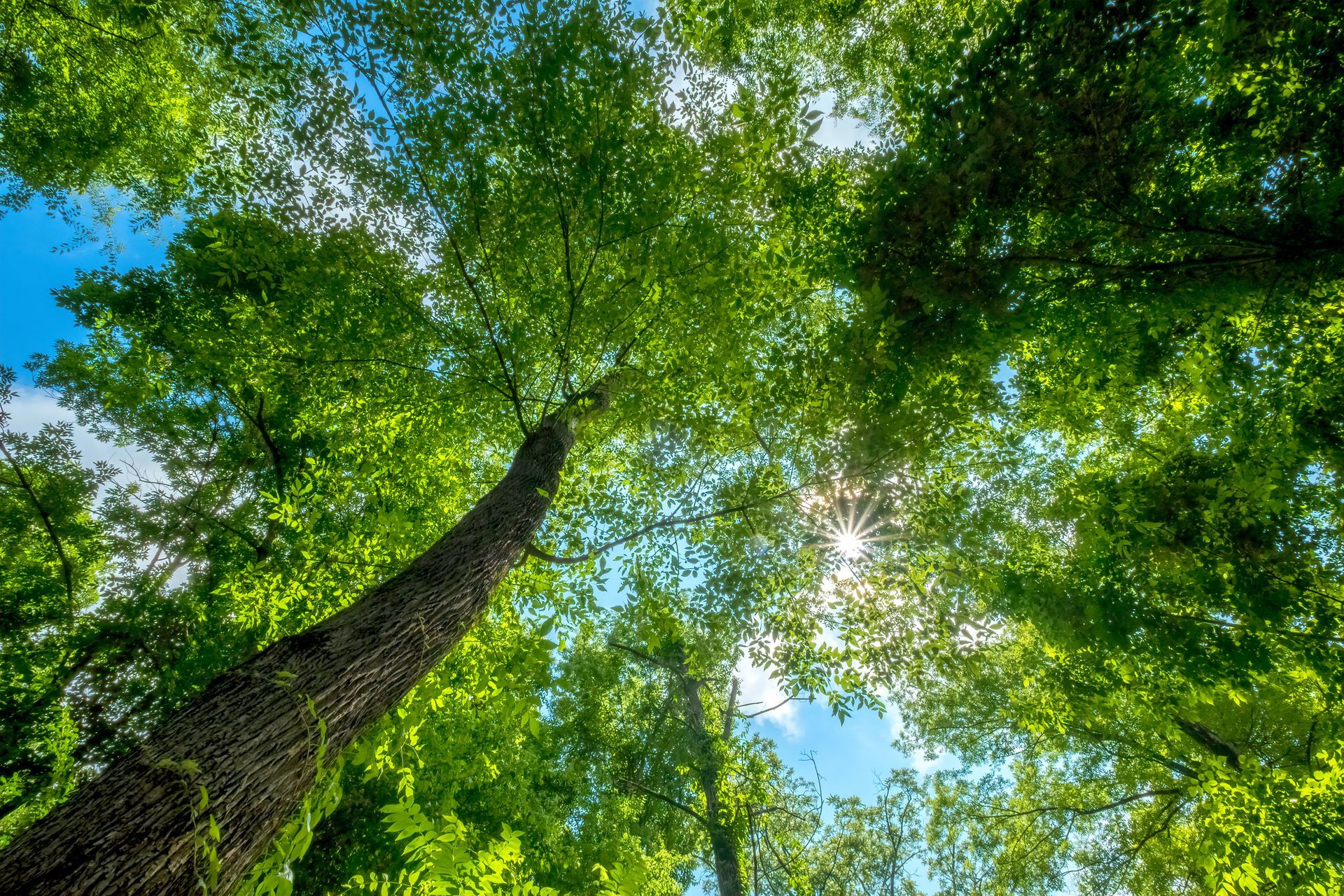 Looking up at tall green trees with sunlight streaming through the leaves against a blue sky