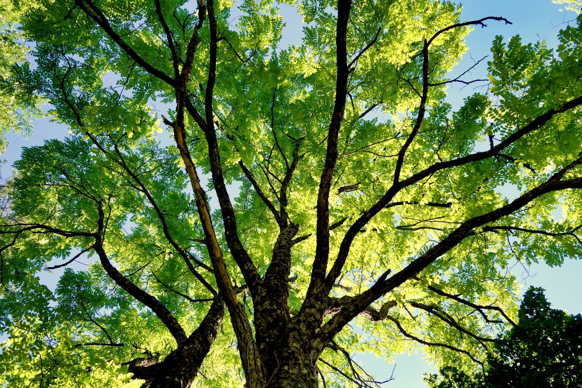 View from below of a tree with green leaves and sunlight through the branches against a blue sky