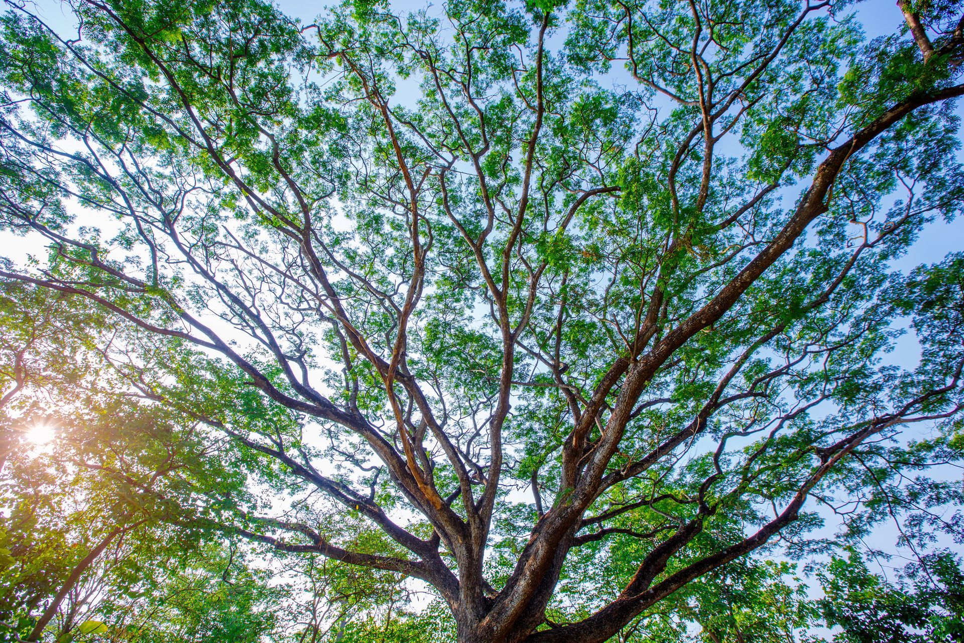 View of a large tree with a wide canopy, lush green leaves, and branches reaching towards a blue sky View of a large tree with a wide canopy, lush green leaves, and branches reaching towards a blue sky