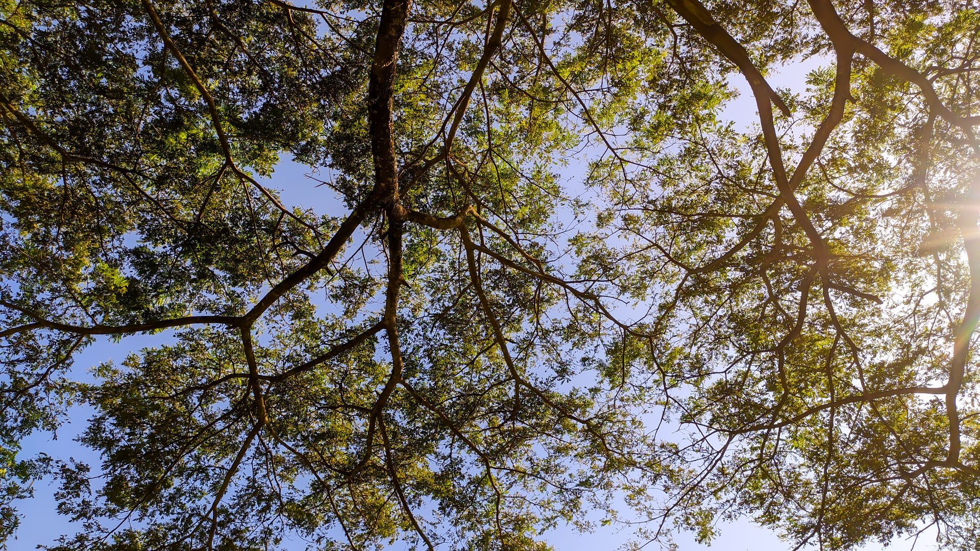 View upwards through tree branches with sunlight peeking through leaves and blue sky View upwards through tree branches with sunlight peeking through leaves and blue sky