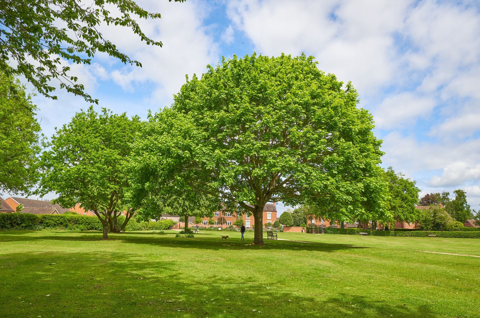 Green trees in a sunny park with a blue sky and scattered clouds