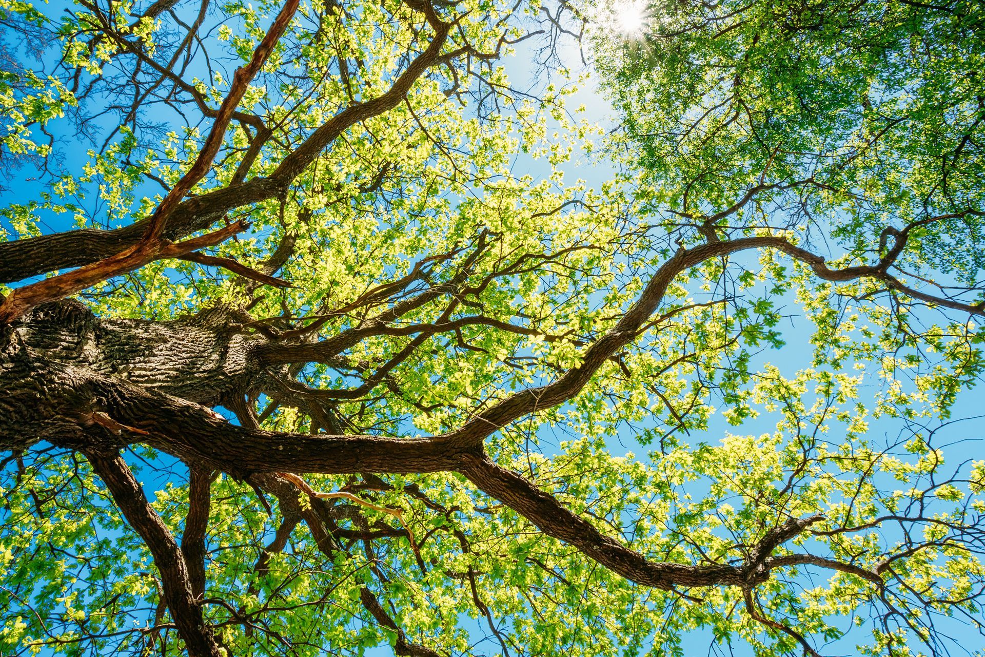 Looking up through a tree canopy with bright green leaves against a blue sky, sunlight shining through Looking up through a tree canopy with bright green leaves against a blue sky, sunlight shining through