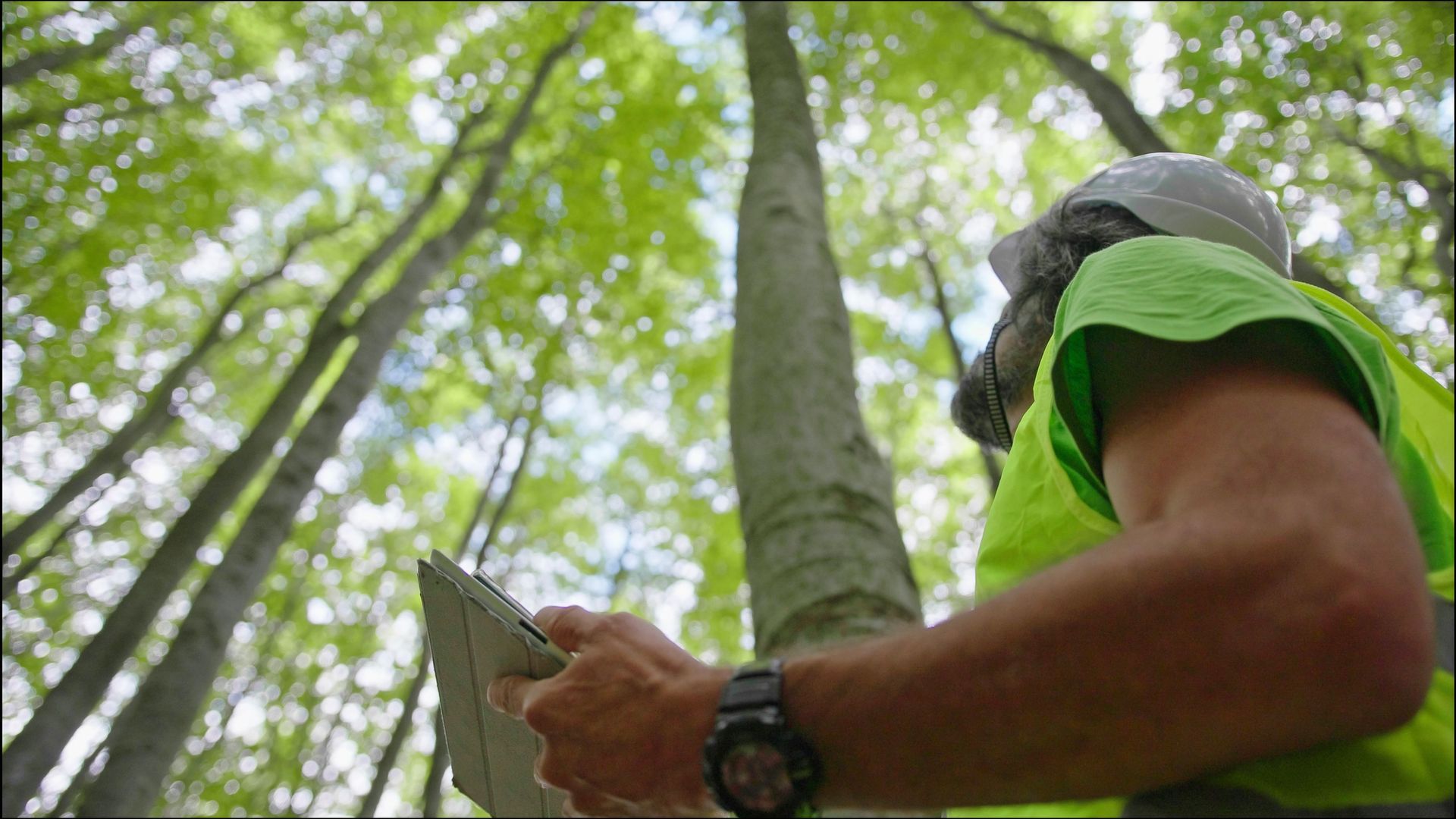 A man is inspecting tall trees while holding a clipboard in a forest