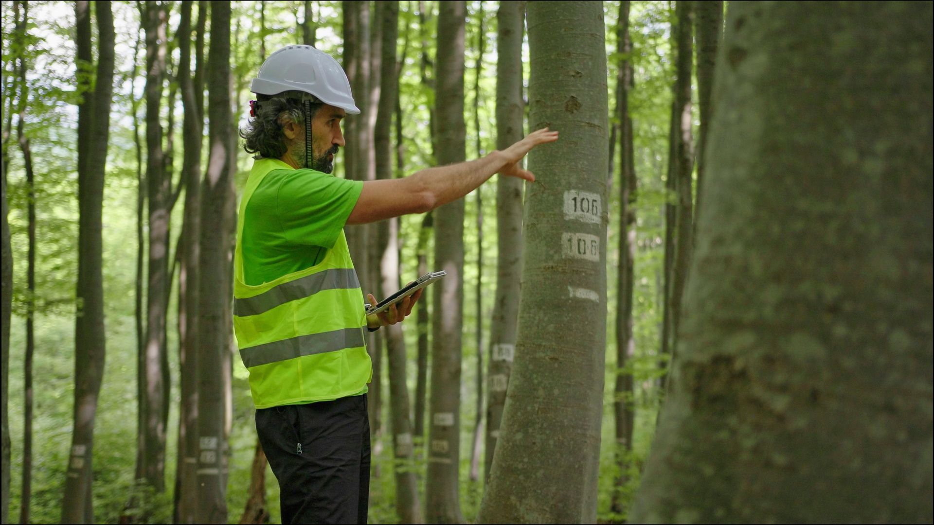 Forester in hard hat and vest surveys trees in a forest, pointing while holding a tablet Forester in hard hat and vest surveys trees in a forest, pointing while holding a tablet