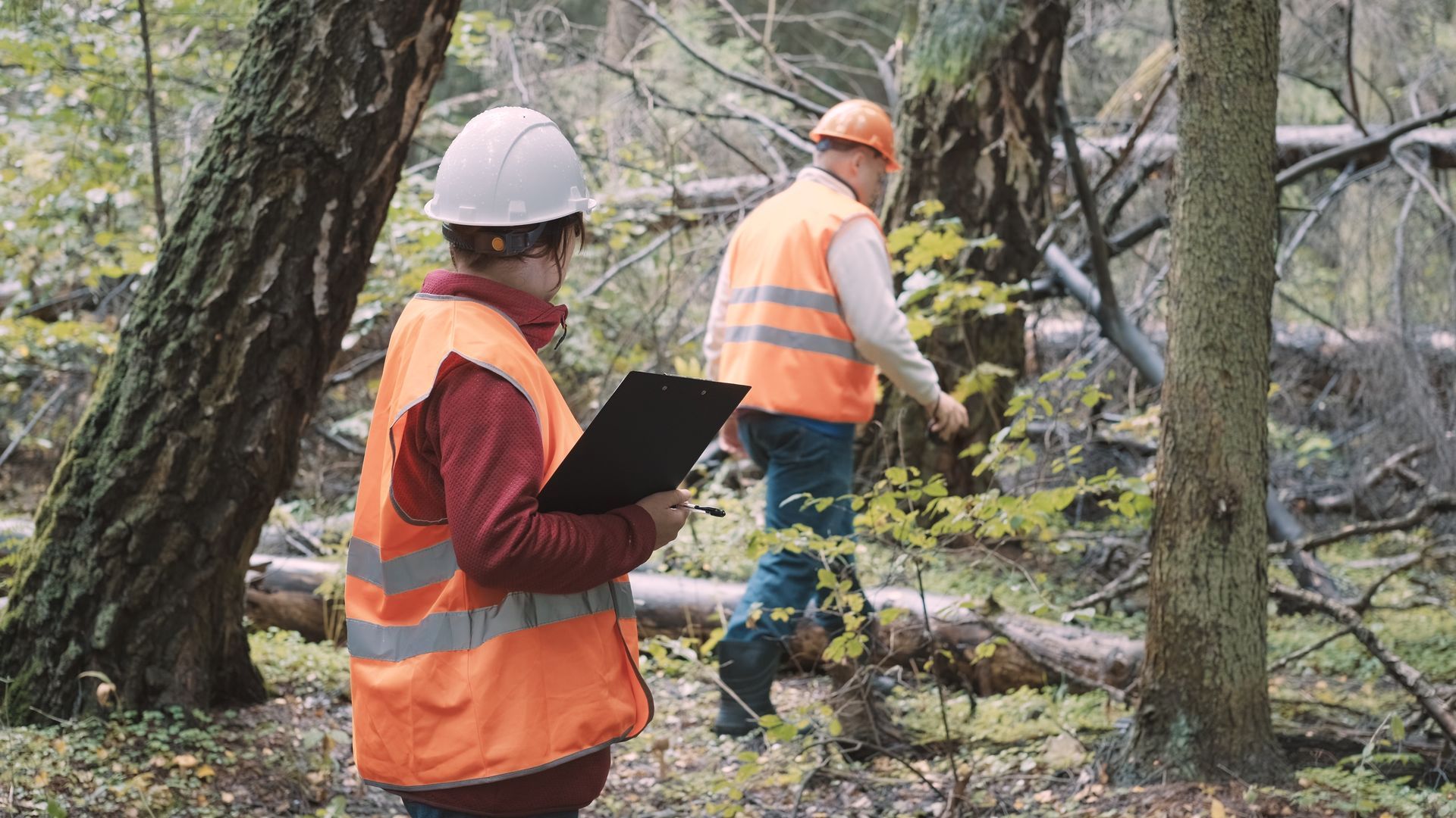 Two people in safety vests and hard hats surveying a forest, one holding a clipboard