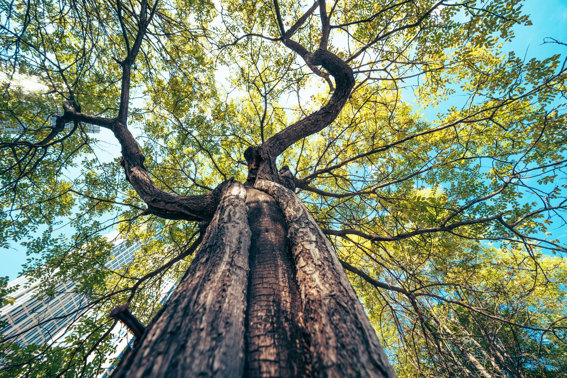 Tall tree with textured bark, reaching toward a blue sky through green leaves