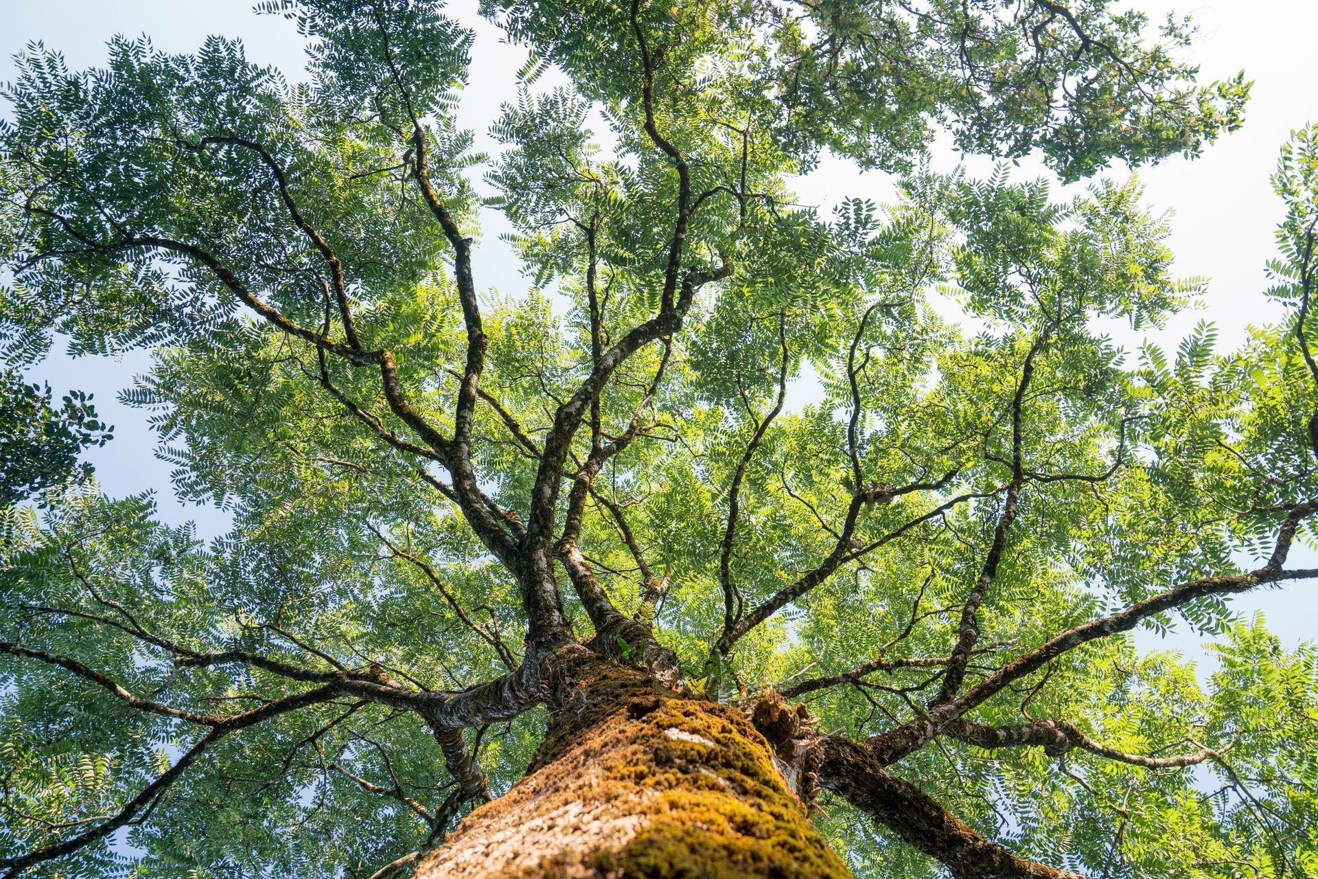 Looking up at a tree trunk and branches with green leaves against a blue sky Looking up at a tree trunk and branches with green leaves against a blue sky
