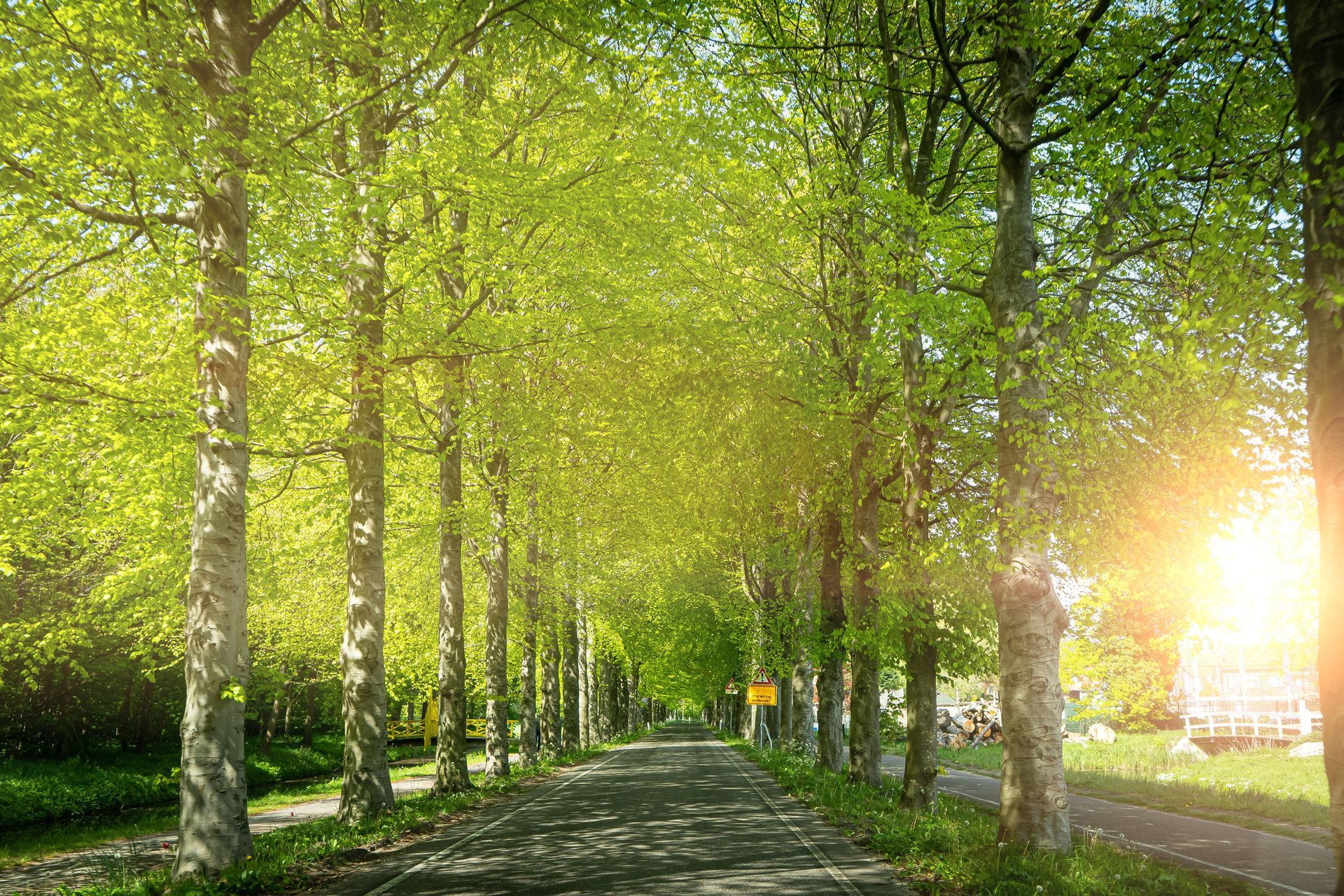 Sunlit path lined with tall trees, lush green leaves, and bright sunlight Sunlit path lined with tall trees, lush green leaves, and bright sunlight